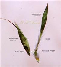  Sessile and Pedicelled Spikelets